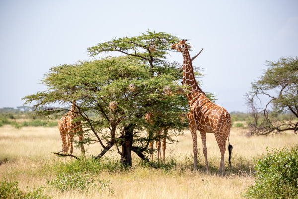 two somalia giraffes eat the leaves
