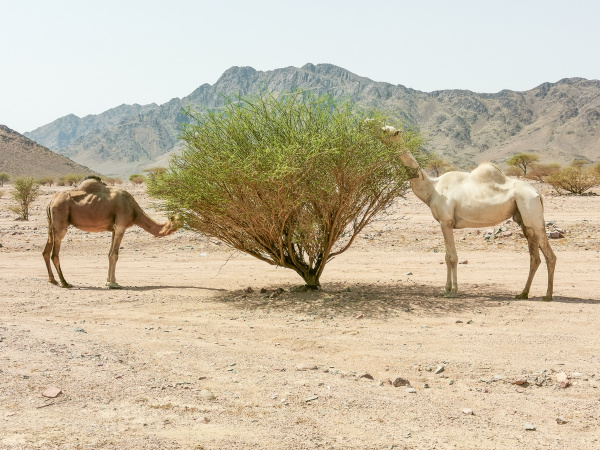 desert landscape view with camels
