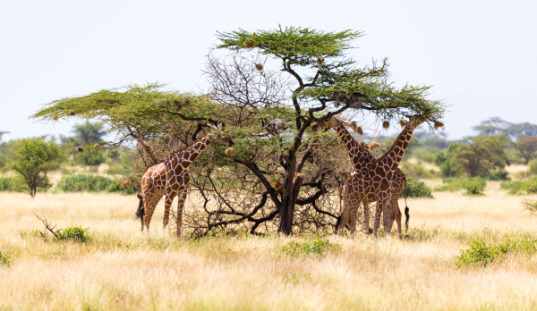 a giraffe group eats the leaves