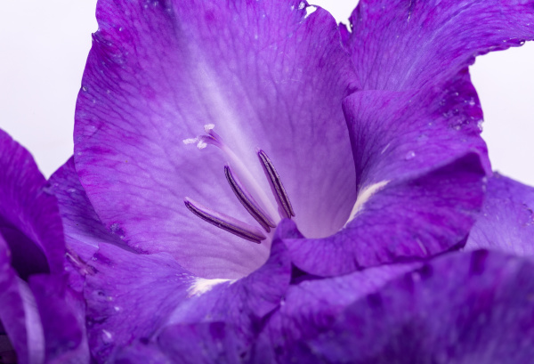 close up of beauty violet gladiolus
