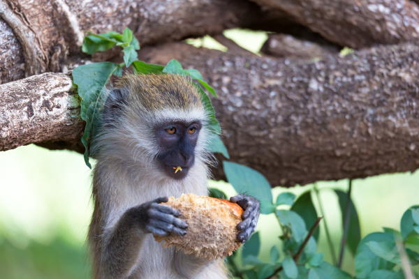 a vervet monkey has found a