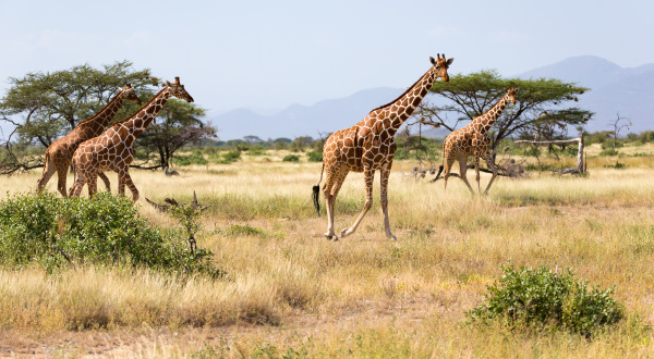 giraffes in the savannah of kenya