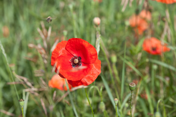 meadow with red poppy