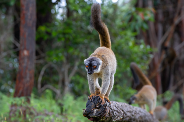 brown lemurs play in the meadow