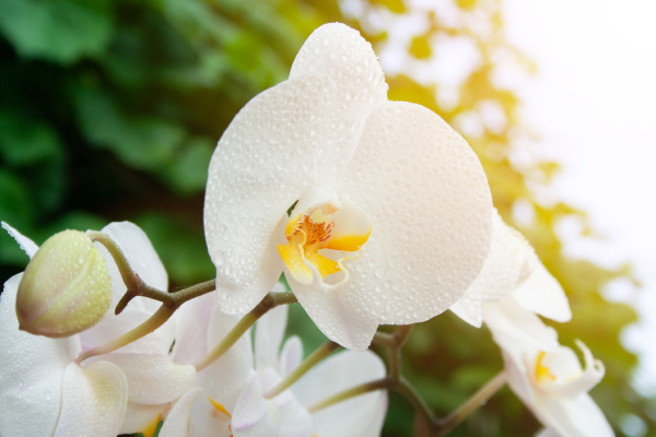 white orchid with drops