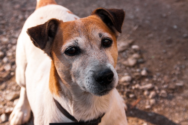 jack russell terrier dog portrait closeup