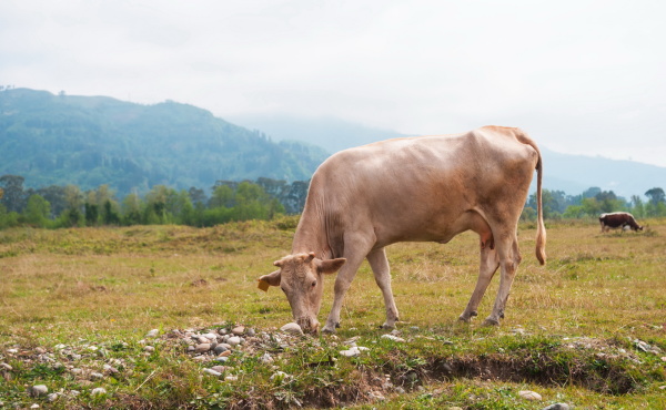cows in the field of adjara
