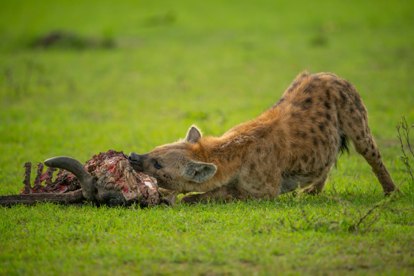 spotted hyena chews carcase on grassy