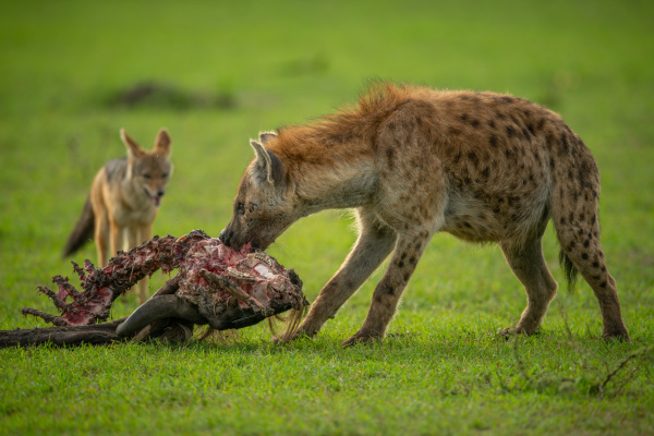 spotted hyena gnaws carcase while jackal