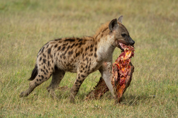 spotted hyena walks across savannah carrying