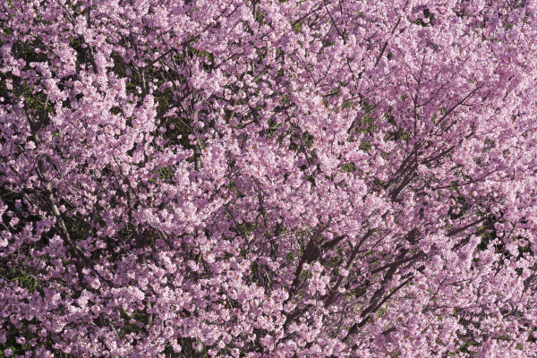 dream catcher flowering cherry tree in