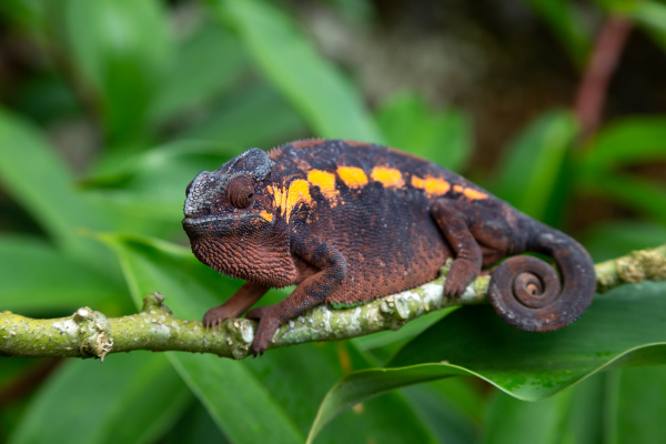 an earth colored chameleon on a