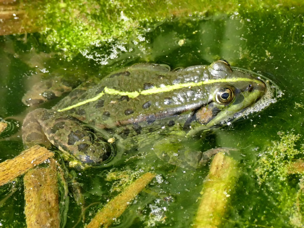 common water frog in a pond