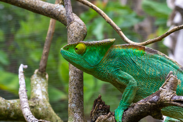 colorful chameleon on a branch in