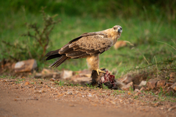 tawny eagle stands on carrion watching