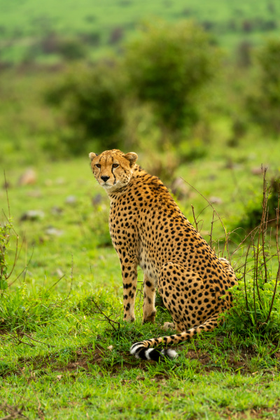 cheetah sits in grass among leafy