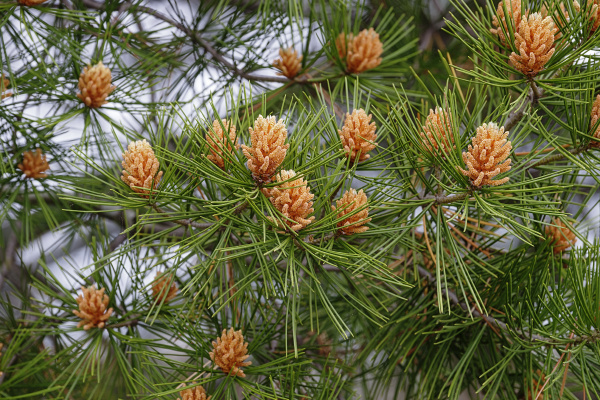 lace bark pine pollen cones