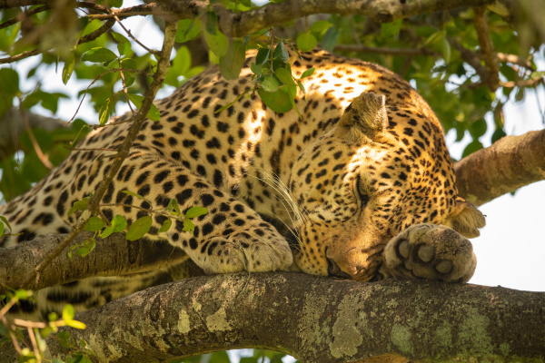 close up of leopard lying sleepily
