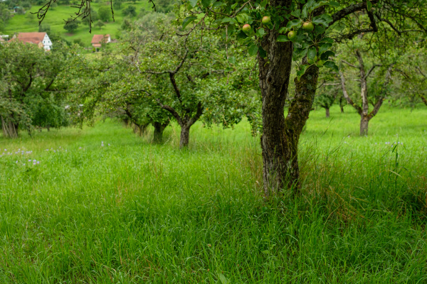 green meadow with apple trees