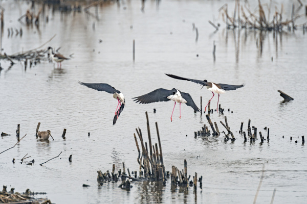 black necked stilts coming in for