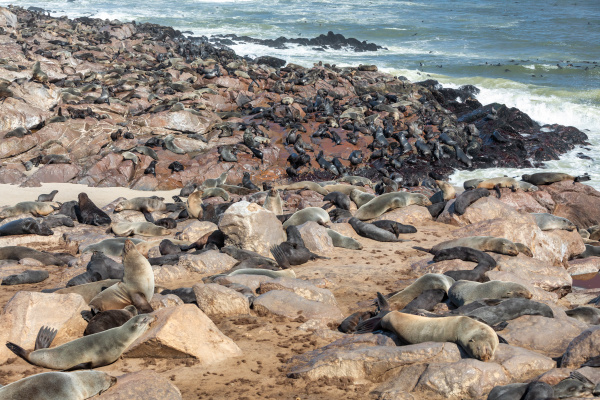 african carnivore brown seal in cape