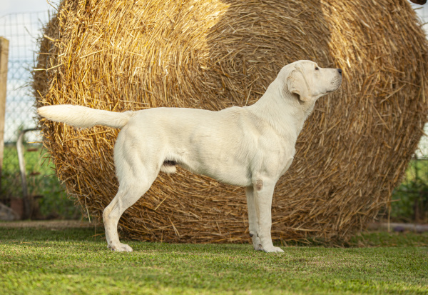 labrador dog posing 4
