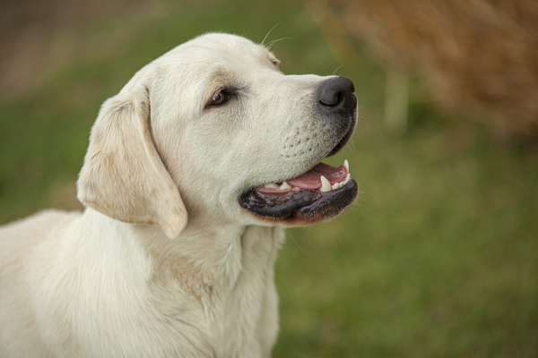 labrador dog portrait