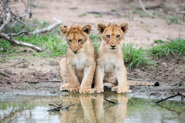 two lion cubs panthera leo
