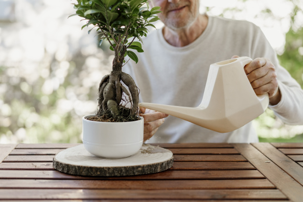 senior man watering bonsai plant