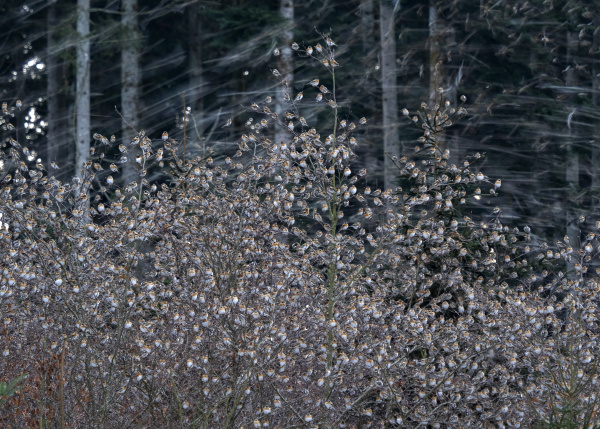 blurred flock of bramblings fringilla