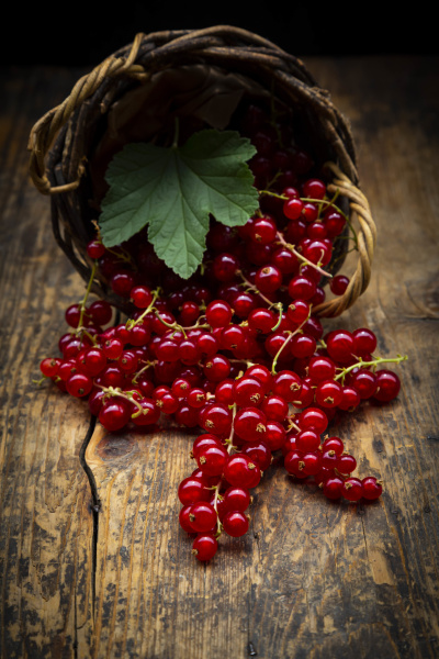 ripe red currant berries spilling from
