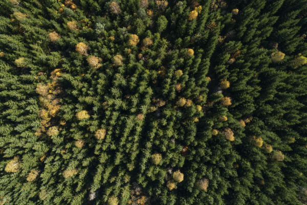 drone view ofdeciduousforest in autumn