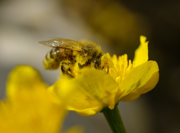 european honey bee apis mellifera