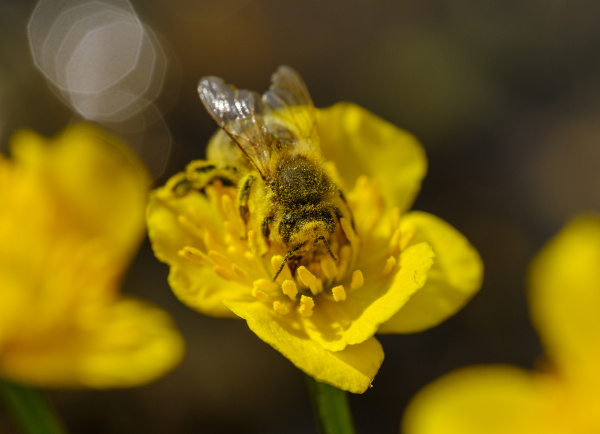 european honey bee apismellifera feeding on
