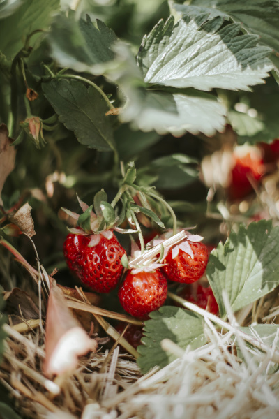 ripe strawberries on field