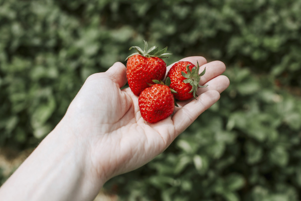ripe strawberries on hand