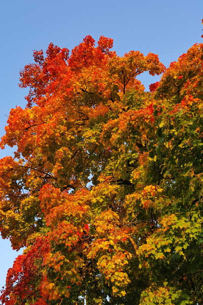 autumn colors as background against blue