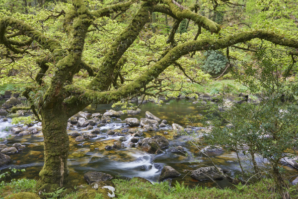 a woodland stream the river