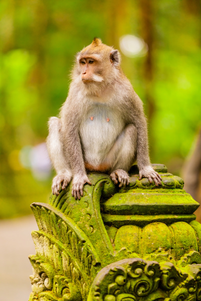 monkey at the sacred monkey forest