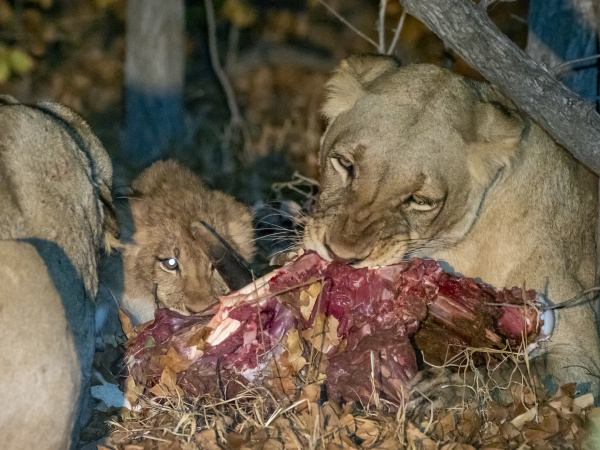 adult lioness panthera leo
