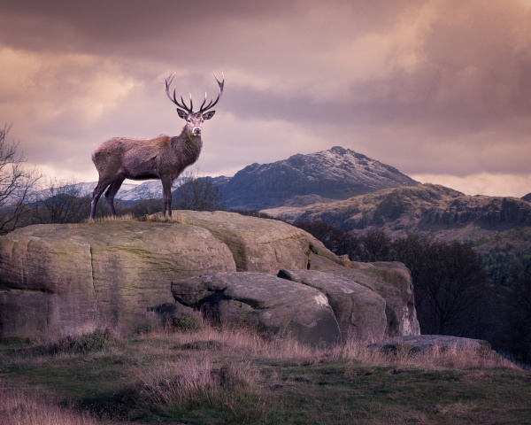 red deer stands on a lone