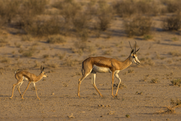springbok antidorcas marsupialis and