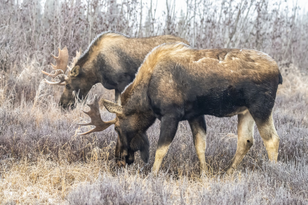 a pair of bull moose