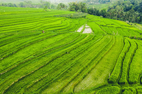drone view of the bali rice