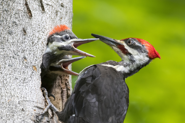 pileated woodpecker dryocopus pileatus