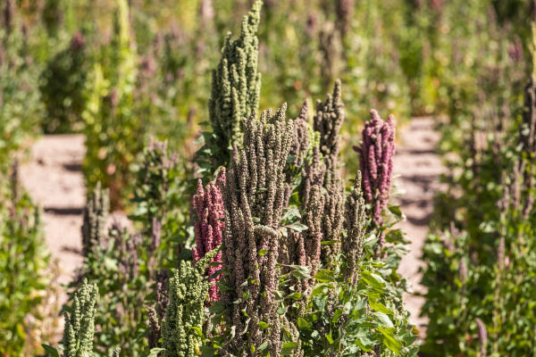 quinoa plantation nor lipez province