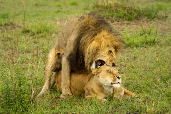 lion panthera leo biting