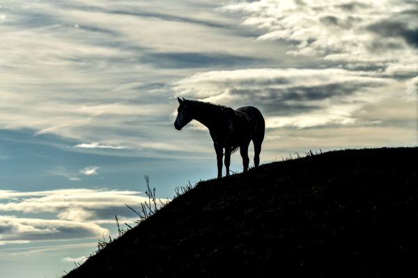 silhouetted horse standing on a hillside