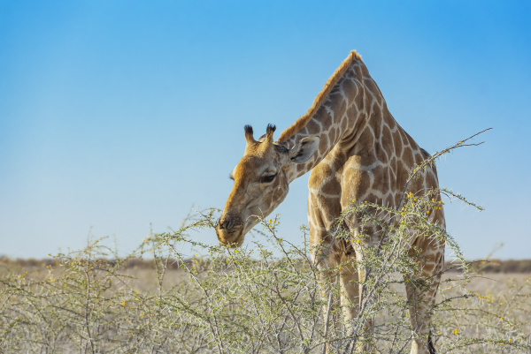 giraffe giraffa eating foliage