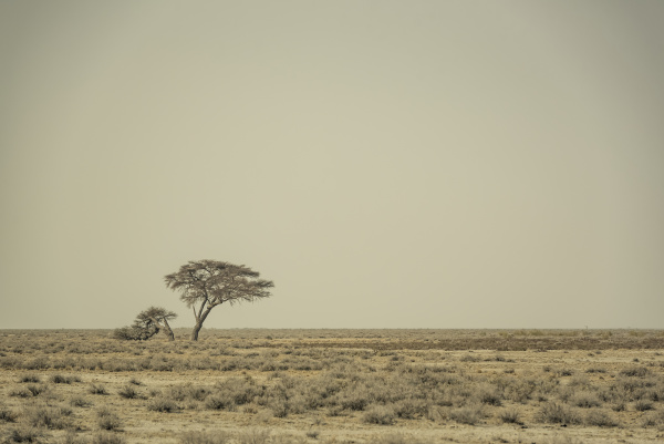 etosha national park namibia